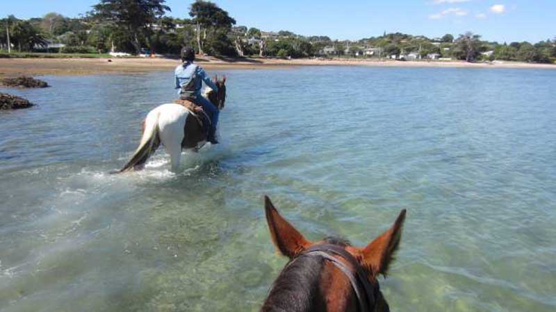 Discover the magic of horse riding with an enchanting 2 hour beach ride on the beautiful island of Waiheke!